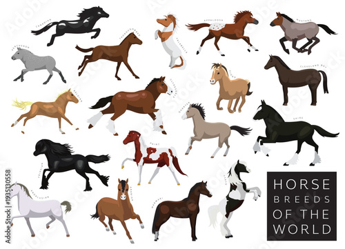 Horse Breeds of the World Set Cartoon Vector Character