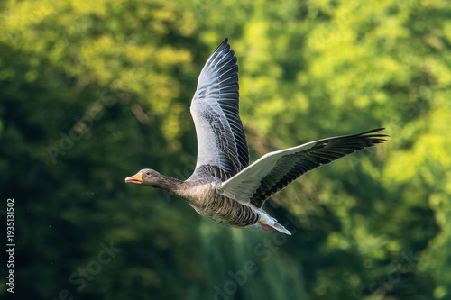 The flying greylag goose, Anser anser is a species of large goose