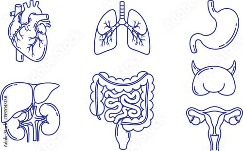 Set of Human Organ Icons Including Heart, Lungs, Stomach, Liver, Intestines, and Uterus for Medical and Anatomy Illustrations