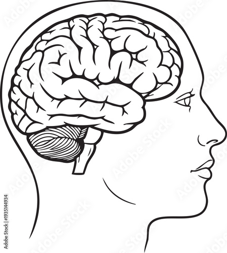 Black and white line of a human head with brain exposed line black and white anatomy medical side view