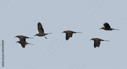 A flock of cranes flying in formation across a clear blue sky with their wings spread wide and legs extended, Generative AI.