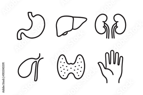 Line drawing illustration of human internal organs and a hand