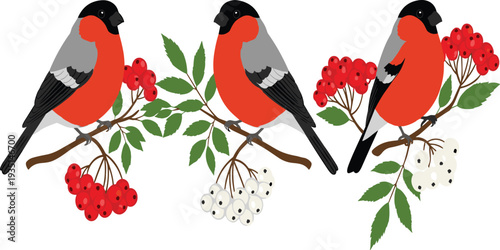 Bullfinch bird illustration set perched on berry branches colorful wildlife garden bird vector collection isolated design.