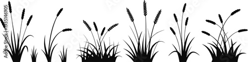 Bulrush and cattail water plants set isolated on white background for nature marsh swamp and wetland illustrations.
