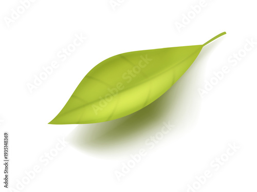 Natural green leaf with realistic shadow isolated on white background. Clean vector illustration for eco branding, herbal tea and cosmetic packaging design