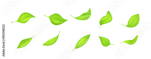 Collection of realistic green leaves with soft gradients and shadows. Botanical 3D vector set isolated on white background for eco branding, tea packaging and organic design