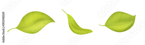 Three Green Leaves Realistic 3D Vector Set Isolate