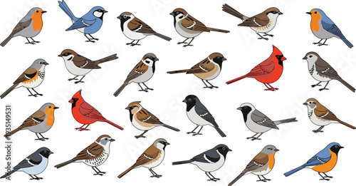 Colorful garden bird species collection with robin sparrow cardinal finch and bluebird wildlife illustration set isolated vector.