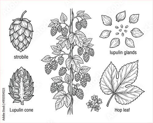 Detailed Botanical Illustration of Hop Plant Anatomy and Components