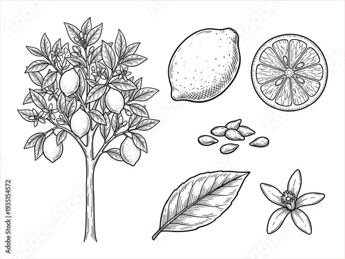 Detailed black and white engraving of a lemon tree with fruit, slice, and flower