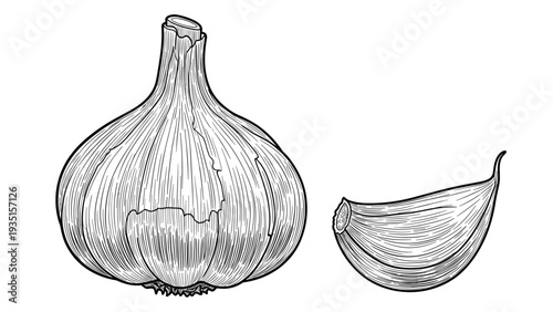 Detailed black and white engraving style illustration shows a whole garlic bulb and a single clove on a white background.