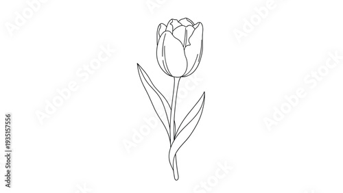 Simple and elegant black and white line drawing of a single tulip flower on a long stem with two slender leaves against a plain white background.