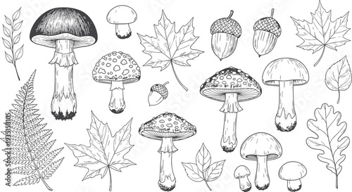 Autumn forest elements hand drawn illustration set with mushrooms, acorns, maple leaves, fern, woodland botanical collection