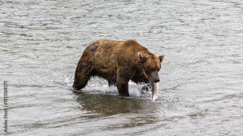 Brown kodiak grizzly bear [ursus arctos] with caught fish in mouth at the top of Brooks Falls in Katmai National Park Alaska United States