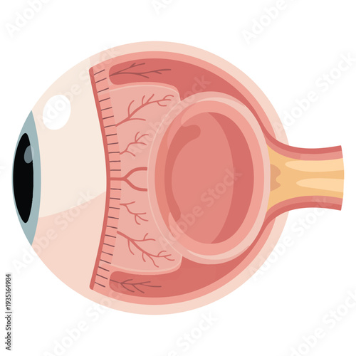 Cartoon eyeball icon isolated on white background organs symbol stock vector illustration suitable for health anatomy science or vision related graphics