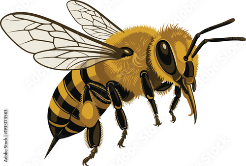 Detailed Illustration of a Honey Bee in Flight.