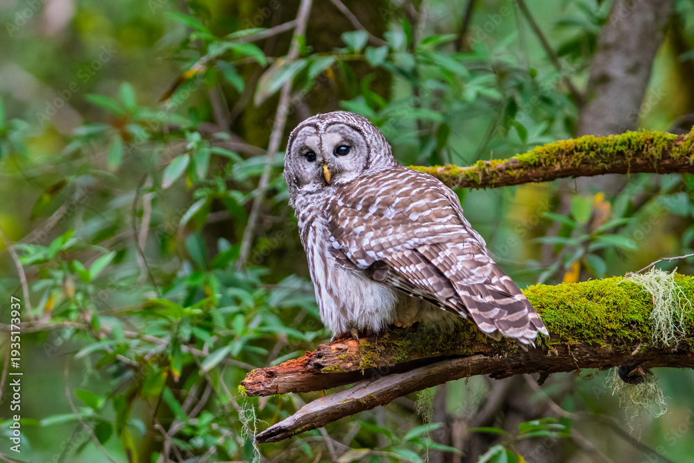 Fototapeta premium Barred owl perched on mossy tree branch in dense forest habitat