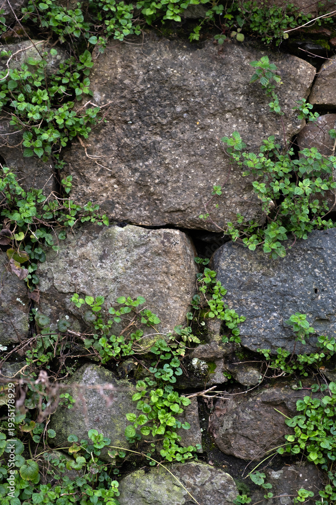 Fototapeta premium Green creeping plant growing between old stone wall blocks