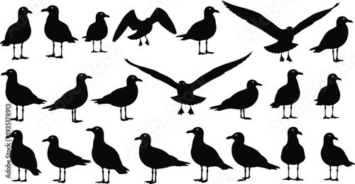 Black silhouettes of seagulls in various poses including standing and flying isolated on white background for coastal nature vector design