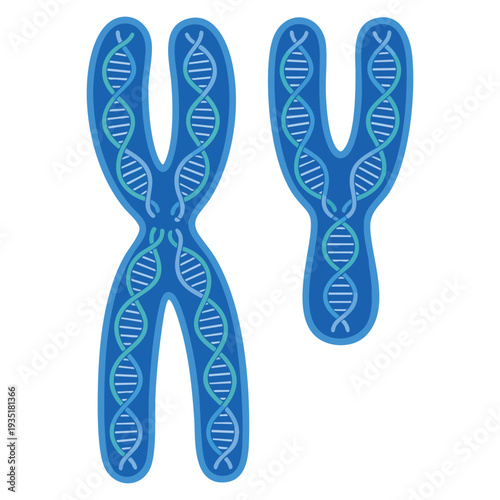 Chromosome x and y dna cell vector biology icon illustration perfect for genetics study science lab research or medical themed creative artwork