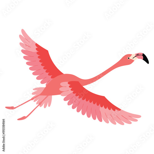 Cute african bird pink flamingo exotic tropical character isolated wildlife animal nature wild fauna flying vector illustration