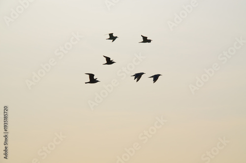 Flock of birds flying in formation against clear sky