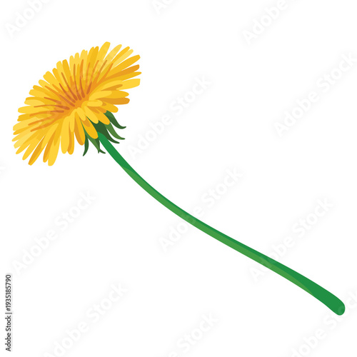 Dandelion realistic yellow flower summer natural season element with beautiful grass vector icon illustration isolated on white background