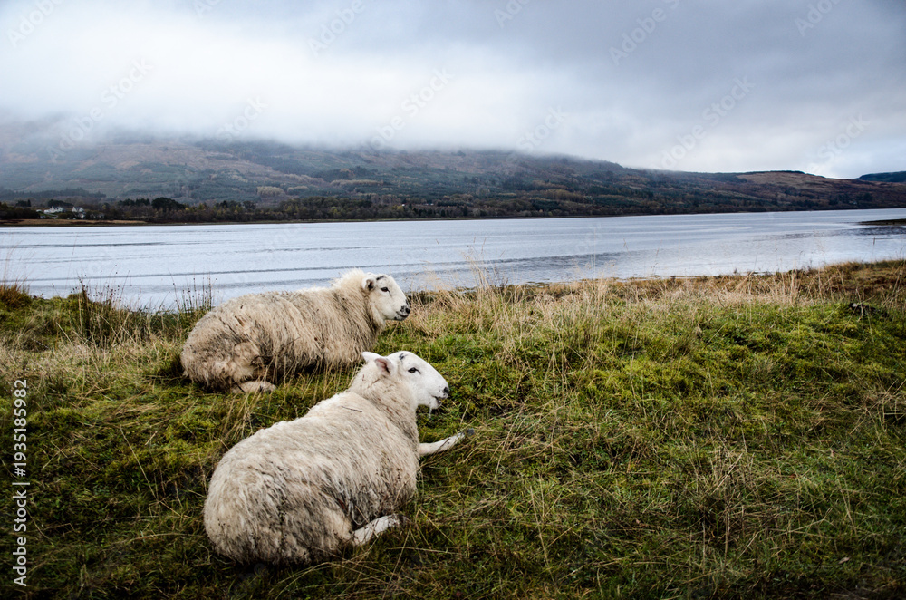 Obraz premium Two sheep resting in green meadow by the lake
