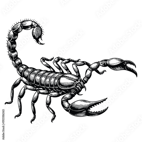 Detailed and dangerous scorpion illustration in black and white outline line art drawing style suitable for , insect symbol and wildlife design