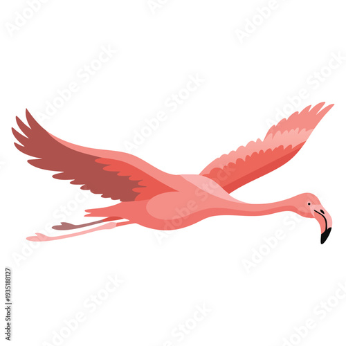 Exotic tropical pink flamingo bird character isolated wildlife animal nature wild fauna cute african bird flying vector design
