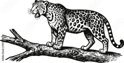 Engraved jaguar standing on tree branch roaring in black and white vintage drawing