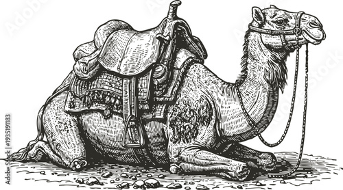Detailed vintage engraving of a resting camel with saddle and bridle, middle eastern desert animal
