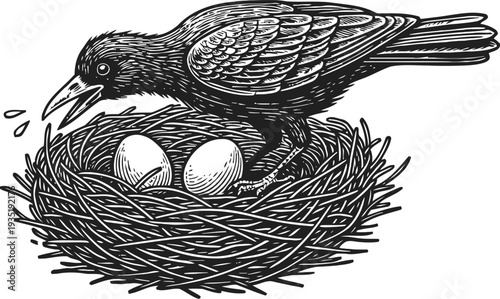 Black bird caring for eggs in a nest vintage detailed engraving of a mother bird with two eggs