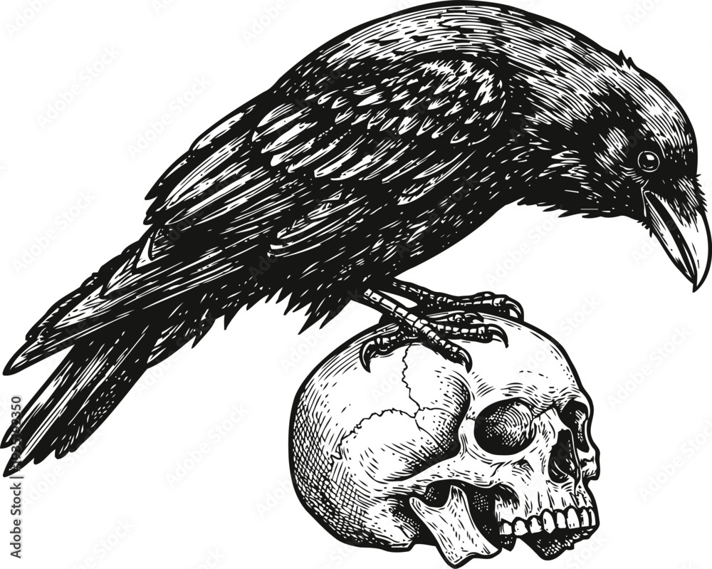 Obraz premium Black crow perched on human skull detailed illustration in vintage engraving