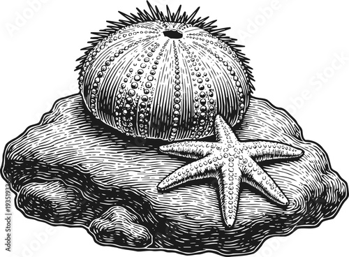 Detailed black and white illustration of sea urchin and starfish on a textured rock
