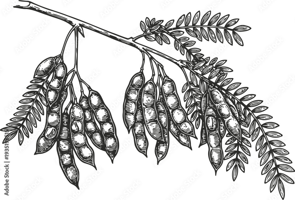 Naklejka premium Black and white drawing of carob pods hanging on branch with leaves, natural legume fruit illustration