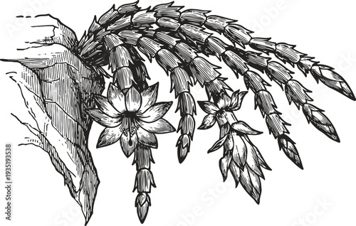 Botanical drawing of cactus flowers and buds hanging from a thick stem on rock background