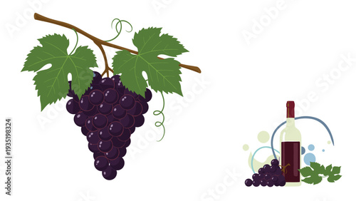 Close-up illustration of a cluster of ripe purple grapes on a vine alongside a bottle of red wine and a small grape bunch.