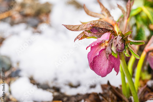 庭のクリスマスローズと雪