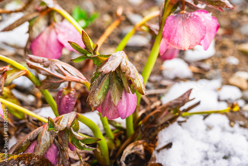 庭のクリスマスローズと雪