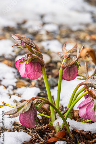 庭のクリスマスローズと雪
