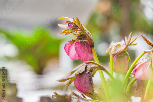 庭のクリスマスローズと雪
