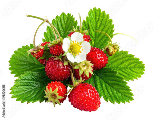 Vibrant wild strawberries and a delicate white blossom surrounded by lush green leaves