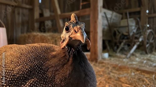 Guinea Fowl in Farm Barn.