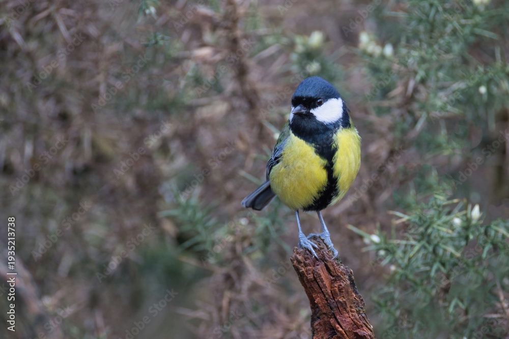 Obraz premium a close up portrait of a great tit, Parus major, as it perches on an old branch. The natural gorse background is out of focus and has space for text copy