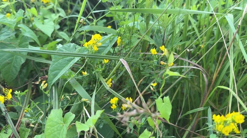 A bee collects nectar from the yellow alfalfa flowers.