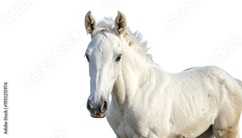 A beautiful photograph of a white male horse with a flowing mane against a white background