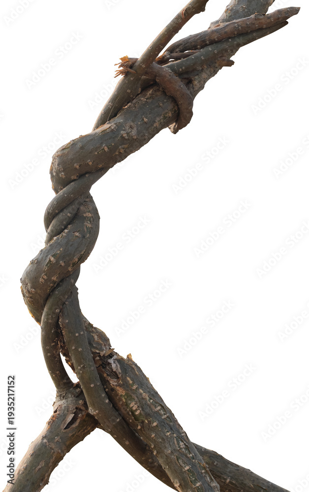 Fototapeta premium Twisted dried Liana jungle vine.