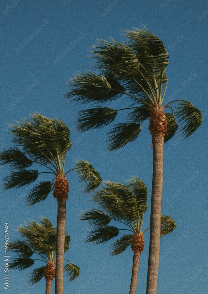 Obraz premium Tropical palm trees swaying.