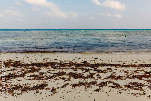Cuadro en lienzo Calm sea meets sandy shore with scattered seaweed